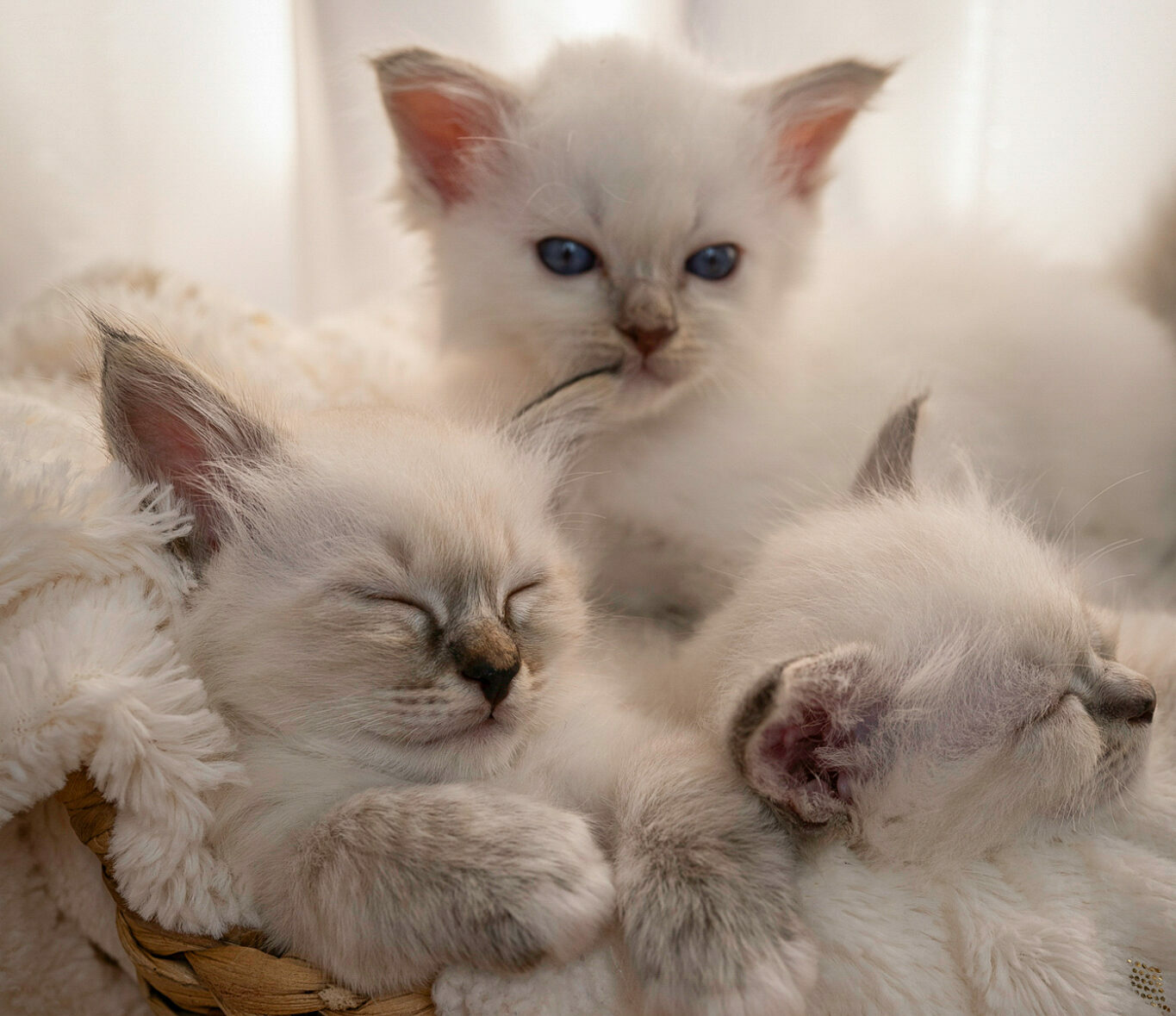 caro chatons HD-31