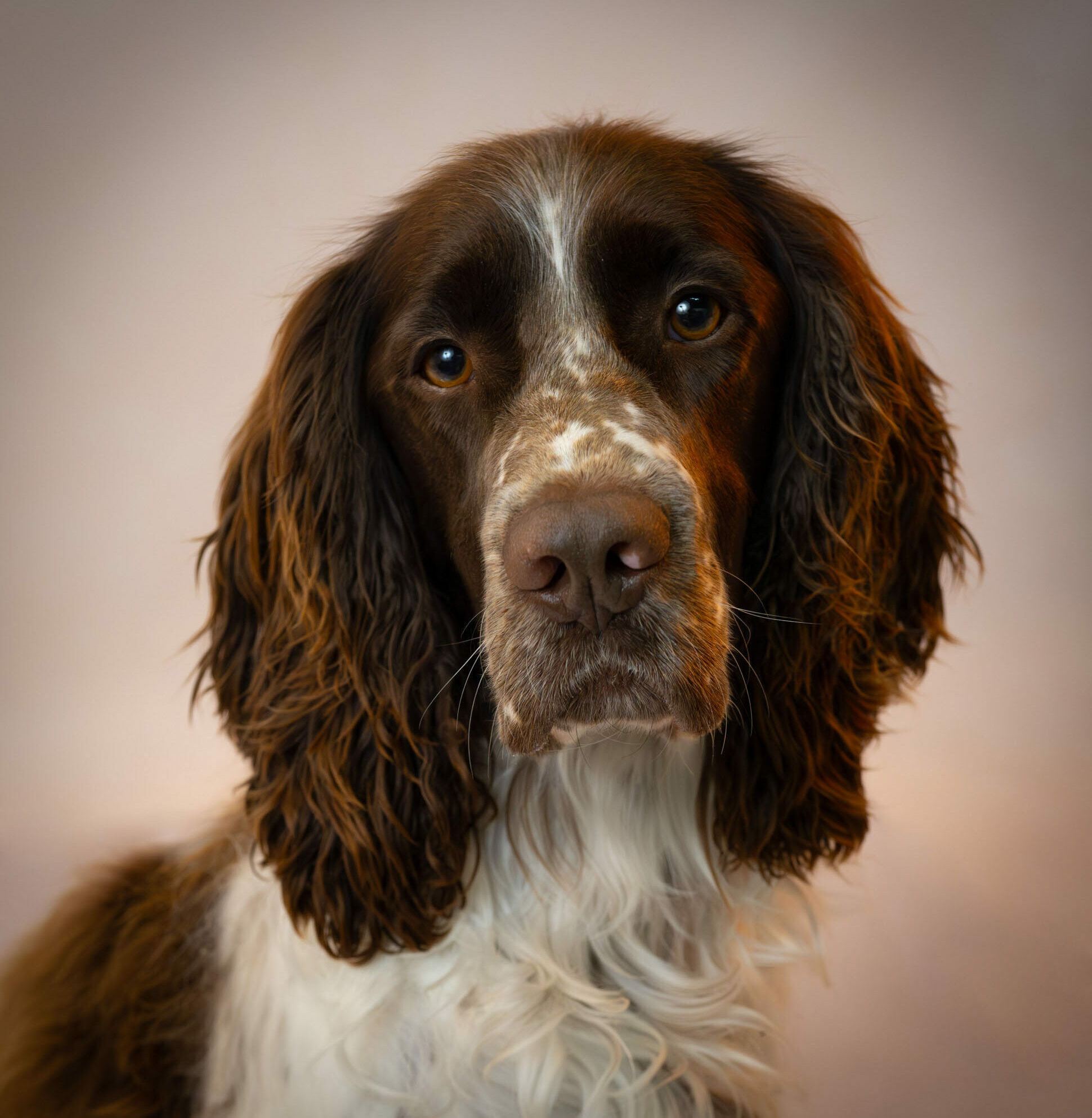 cycy animaux 2