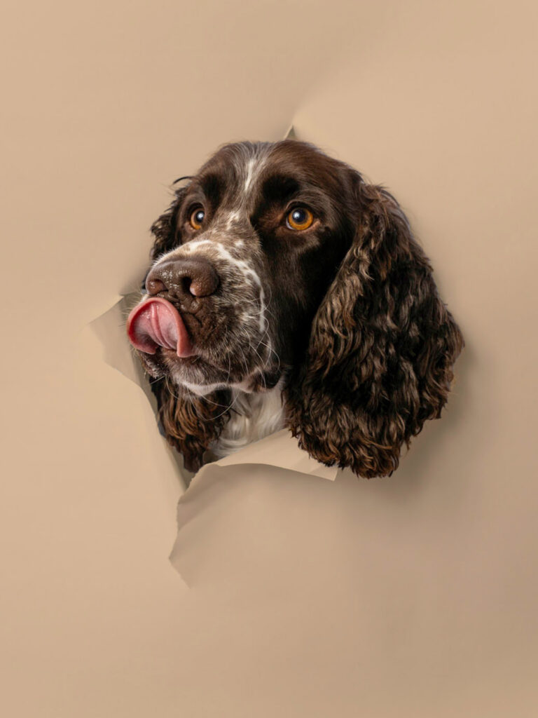 Portrait de chien en studio – photographe animalier à Peymeinade